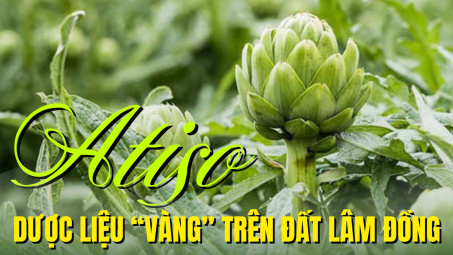 Atiso - Dược liệu “vàng” trên đất Lâm Đồng