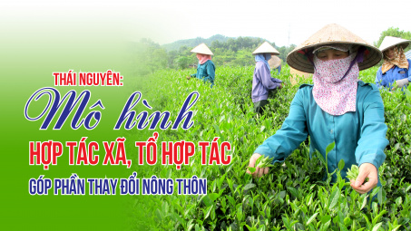 Thái Nguyên: Mô hình hợp tác xã, tổ hợp tác góp phần thay đổi nông thôn