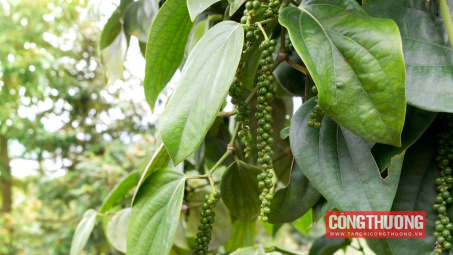 Giá tiêu hôm nay 13/10: Nhập khẩu tiêu từ Brazil vào Việt Nam tăng vọt