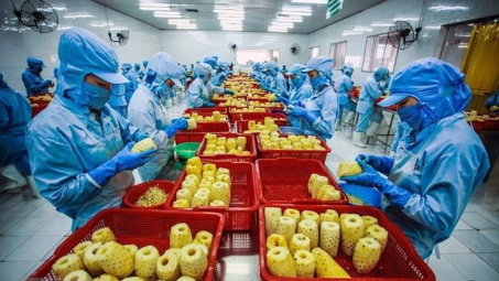 Đầu tư vào yếu tố “tổ chức sản xuất” thông suốt qua chuỗi giá trị bền vững