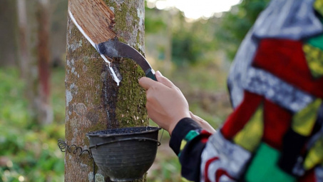 Cao su Đồng Phú (DPR): Hưởng lợi từ giá cao su phục hồi và mở rộng khu công nghiệp