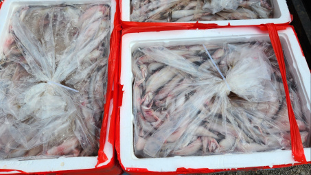 Thanh Hóa: Phát hiện trên 4,5 tấn cá khoai chứa chất foocmon