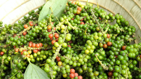 Giá tiêu hôm nay 17/10: Thị trường tiêu thế giới khó khởi sắc trong những tháng cuối năm nay