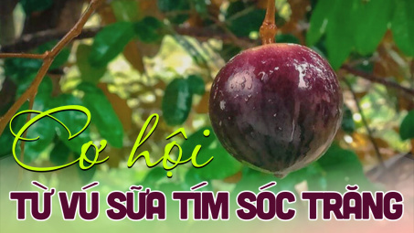Cơ hội từ Vú sữa tím Sóc Trăng