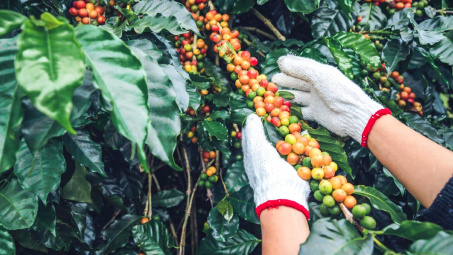 Giá cà phê hôm nay 17/10: Tồn kho cà phê Robusta thế giới xuống thấp nhất 2 tháng