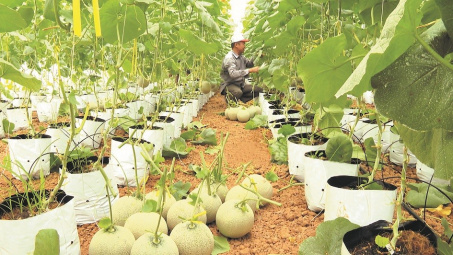 Giảm chi phí cho chuỗi cung ứng nông sản sang Nhật Bản