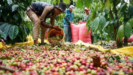 Giá cà phê hôm nay 19/10: Đột ngột giảm sốc đến hơn 7.000 đồng/kg, chạm đáy 5 tháng trở lại đây