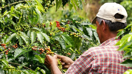 Giá cà phê hôm nay 2/10: Nguồn cung yếu hỗ trợ giá Robusta