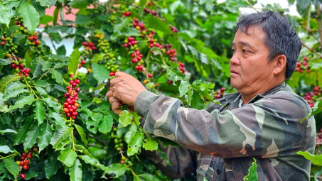 Giá cà phê hôm nay 20/10: Tăng mạnh trở lại, lo ngại thiếu hụt nguồn cung