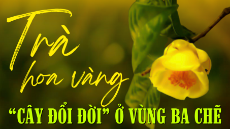 Trà hoa vàng - “Cây đổi đời” ở vùng Ba Chẽ