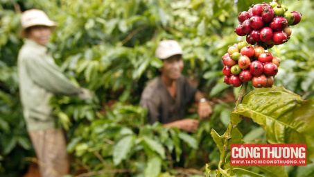 Giá cà phê hôm nay 21/10: Mưa kéo dài hỗ trợ giá Robusta trong nước lẫn thế giới tăng lên