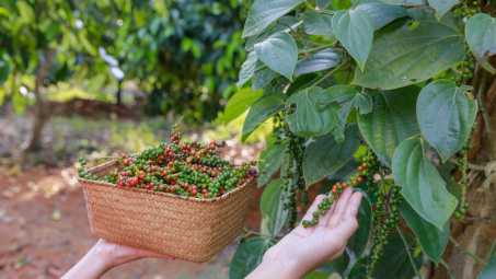 Giá tiêu hôm nay 21/10: Chuyển dịch mạnh mẽ sang sản xuất tiêu hữu cơ