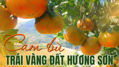 Cam bù - Trái vàng đất Hương Sơn