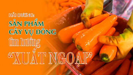 Hải Dương: Sản phẩm cây vụ đông tìm hướng “xuất ngoại”