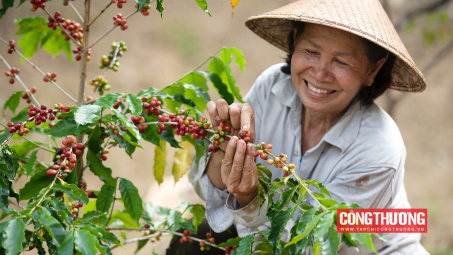 Giá cà phê hôm nay 24/10: Trong nước và thế giới tiếp tục tăng