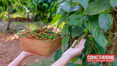 Giá tiêu hôm nay 24/10: Đồng loạt giảm 500 đồng/kg