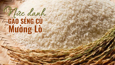 Nức danh gạo Séng Cù Mường Lò