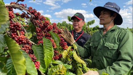 Giá cà phê hôm nay 25/10: Robusta quay đầu giảm