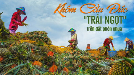 Khóm Cầu Đúc - “Trái ngọt” trên đất phèn chua
