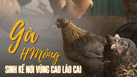 Gà H’Mông - Sinh kế nơi vùng cao Lào Cai