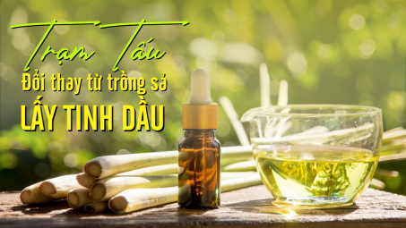 Trạm Tấu - Đổi thay từ trồng sả lấy tinh dầu