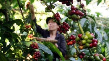 Giá cà phê hôm nay 3/10: Đồng USD lên đỉnh 10 tháng, gây áp lực lên giá trên thị trường