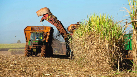 Mía đường Sơn La (SLS): Hoàn thành 87% mục tiêu lãi ròng cả năm chỉ sau quý đầu tiên