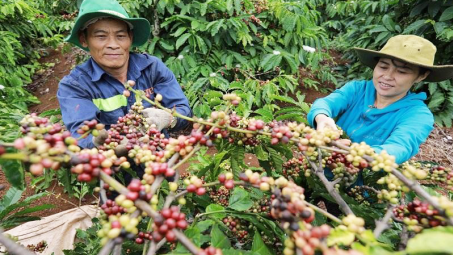 EU cấm hàng hóa xuất xứ từ phá rừng: Biến khó khăn, thách thức thành cơ hội