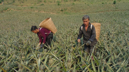 Những cây "xóa nghèo" của Mường Chà