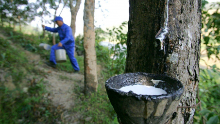 Tập đoàn Cao su Việt Nam (GVR): Giá và nhu cầu cao su phục hồi thúc đẩy kết quả kinh doanh nửa cuối năm