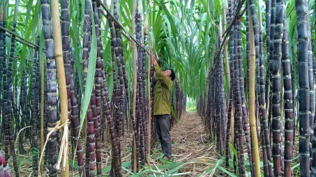 Mía đường Lam Sơn (LSS): Muốn nhập 40.000 tấn đường thô, đặt mục tiêu lãi tăng 167%