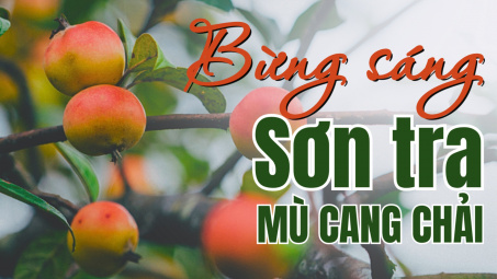 Bừng sáng Sơn tra Mù Cang Chải