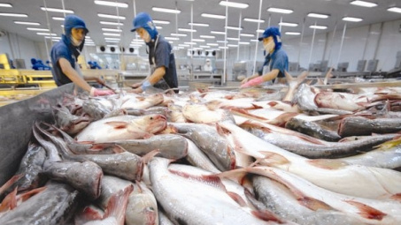 Giá cá tra Việt Nam xuất khẩu sang Hoa Kỳ giảm sâu nhất kể từ đầu năm