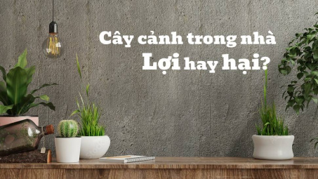 Cây cảnh trồng trong nhà liệu có khiến con người khỏe?