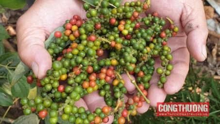 Giá tiêu hôm nay 5/10: Trung Quốc tăng tốc nhập khẩu tiêu từ Việt nam