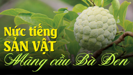 Nức tiếng sản vật Mãng cầu Bà Đen