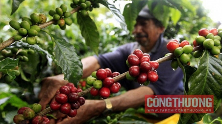 Giá cà phê hôm nay 6/10: Lo ngại tình trạng phá rừng để trồng cà phê tái diễn