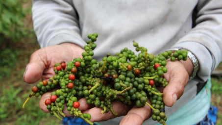 Giá tiêu hôm nay 6/10: Sản lượng tiêu Việt Nam năm 2024 có thể giảm 15%