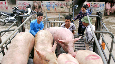 Giá heo hơi hôm nay 7/10: Dịch tả lợn châu Phi tái bùng phát, nông hộ bán tháo mạnh