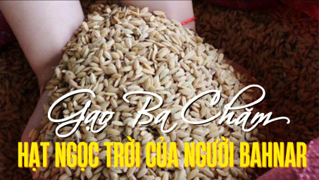 Gạo Ba Chăm - Hạt ngọc trời của người Bahnar