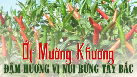 Ớt Mường Khương - Đậm hương vị núi rừng Tây Bắc