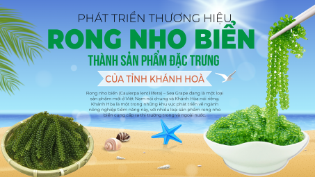 Phát triển thương hiệu rong nho biển thành sản phẩm đặc trưng của tỉnh Khánh Hoà