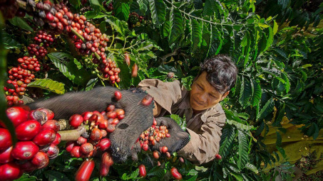 Giá cà phê hôm nay 1/11: Trong nước và thế giới bật tăng, tồn kho cà phê chạm mức thấp nhất 1 năm