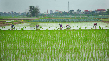 Vụ gieo cấy Đông Xuân 2023-2024 có 2 đợt lấy nước, dự kiến xả 3,5 tỷ m3