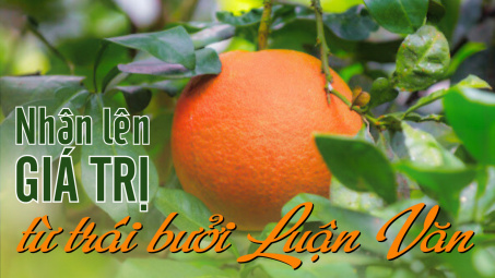 Nhân lên giá trị từ trái bưởi Luận Văn