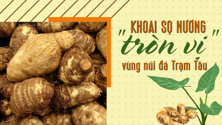 Khoai sọ nương “tròn vị” vùng núi đá Trạm Tấu