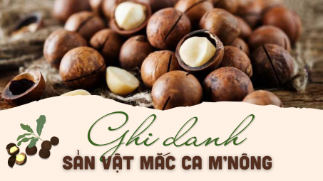 Ghi danh sản vật Mắc ca M’Nông