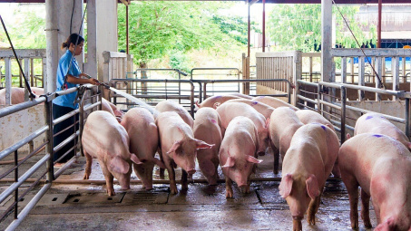 Giá heo hơi hôm nay 14/11: Đà giảm khó dừng khi dịch tả lợn tái bùng phát tại nhiều tỉnh
