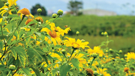 Vẻ đẹp diễm lệ của hoa dã quỳ trên đỉnh núi lửa Chư Đang Ya