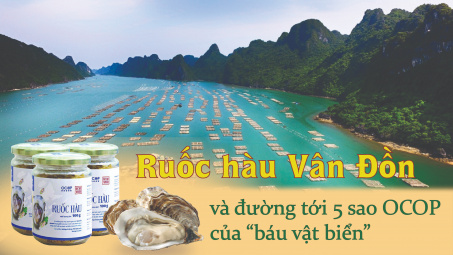 Ruốc hàu Bavabi và đường tới 5 sao OCOP của "báu vật biển"